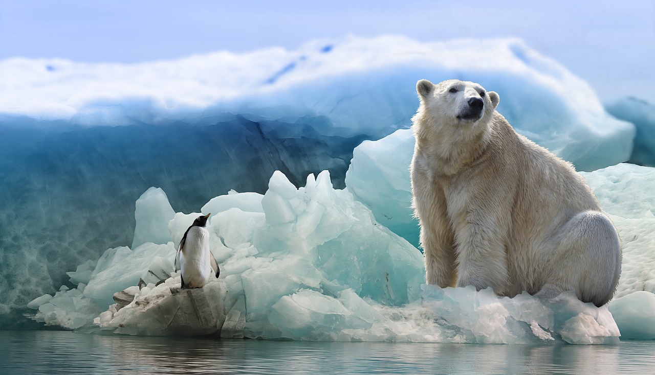 polar-bear-3277930_1280.jpg